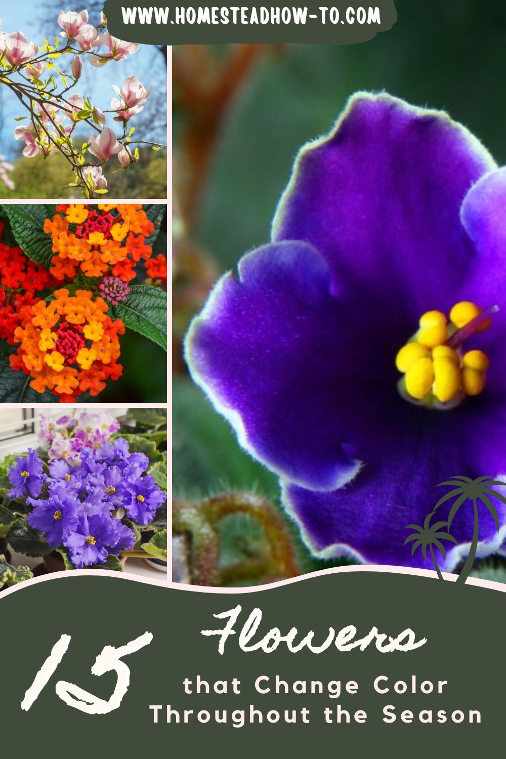 15 Flowers That Change Color Throughout The Season