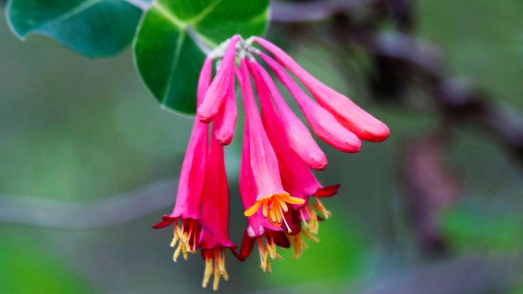 Climbing Plants That Love to Climb, Twist, and Trail Anywhere You Let Them 15 15. Coral Honeysuckle Lonicera sempervirens