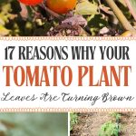 17 Reasons Why Your Tomato Plant Leaves Are Turning Brown