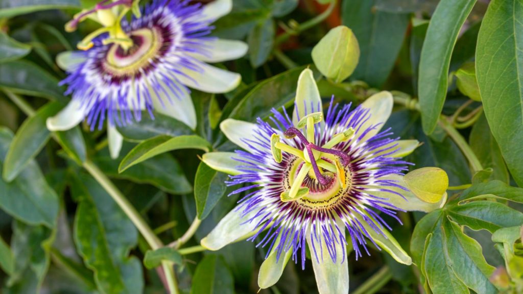 Climbing Plants That Love to Climb, Twist, and Trail Anywhere You Let Them 9 9. Passionflower Passiflora incarnate