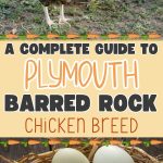 A Complete Guide to Plymouth Barred Rock Chicken Breed