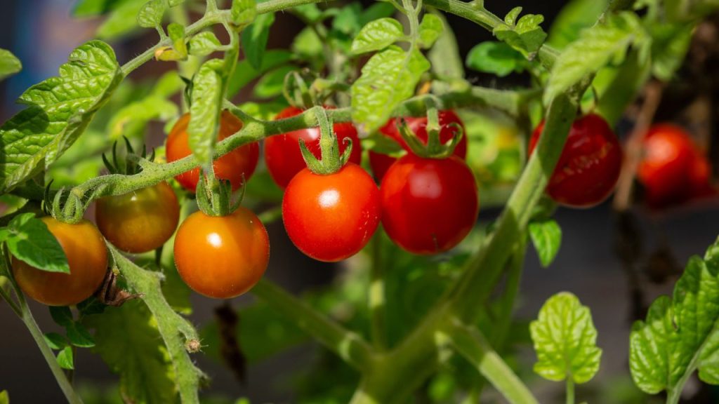 How I Finally Grew Sweet, Plump Tomatoes 6 A close up of a tomato plant in late summer