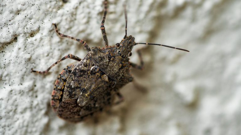 How to Keep Stink Bugs Out of Your Home