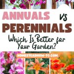 Annuals vs. Perennials—Which Is Better for Your Garden
