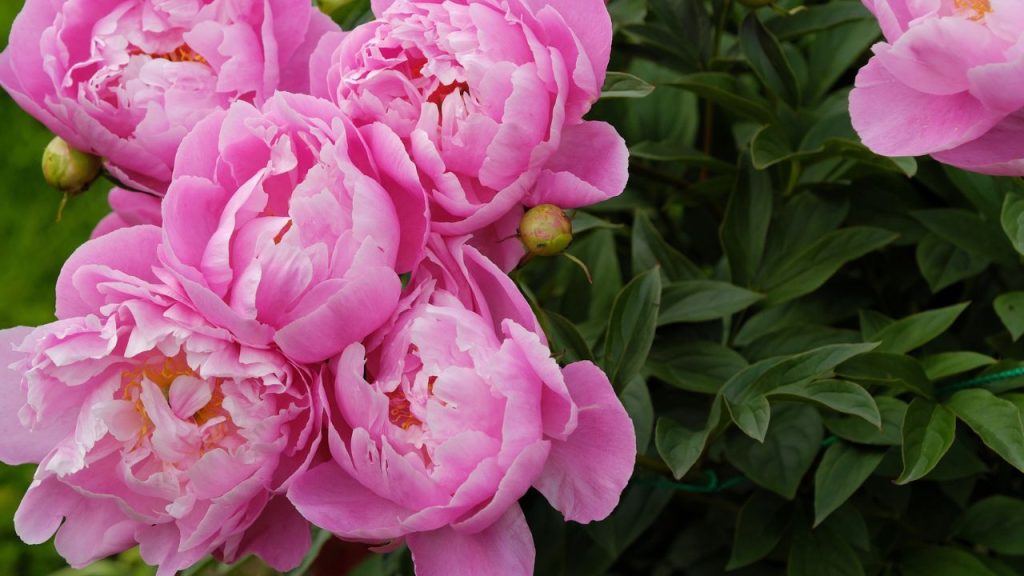 How to Bring Old-World Romance to Your Garden 3 Beautiful pink peonies in the summer garden