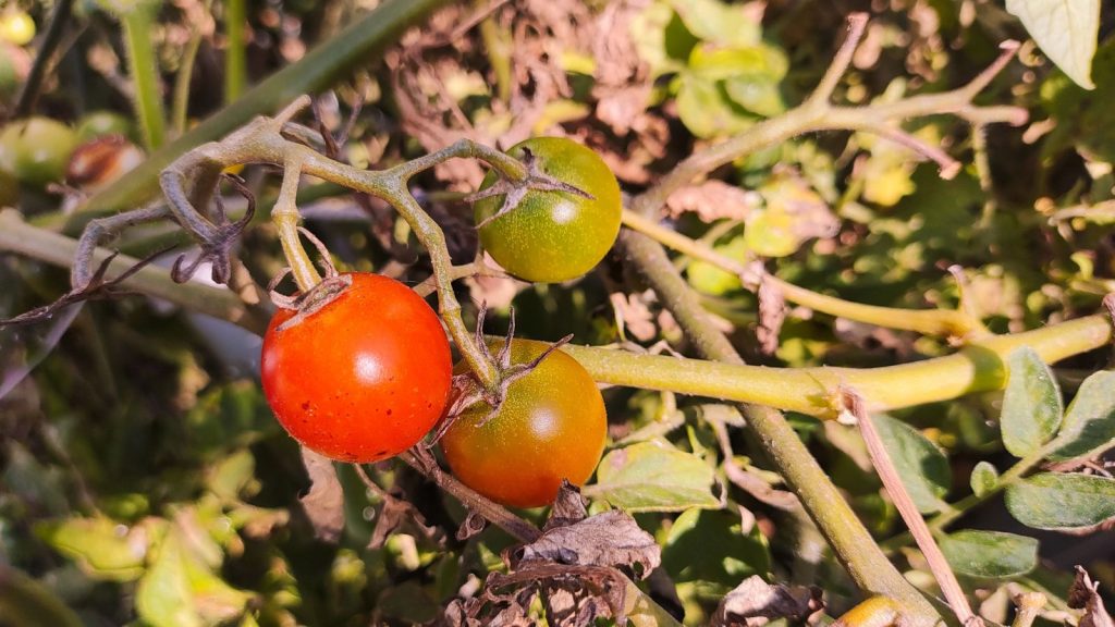 What It Means When Your Tomato Leaves Start Curling 7 Beautiful red ripe tomatoes grown in a greenhouse with brown leaves