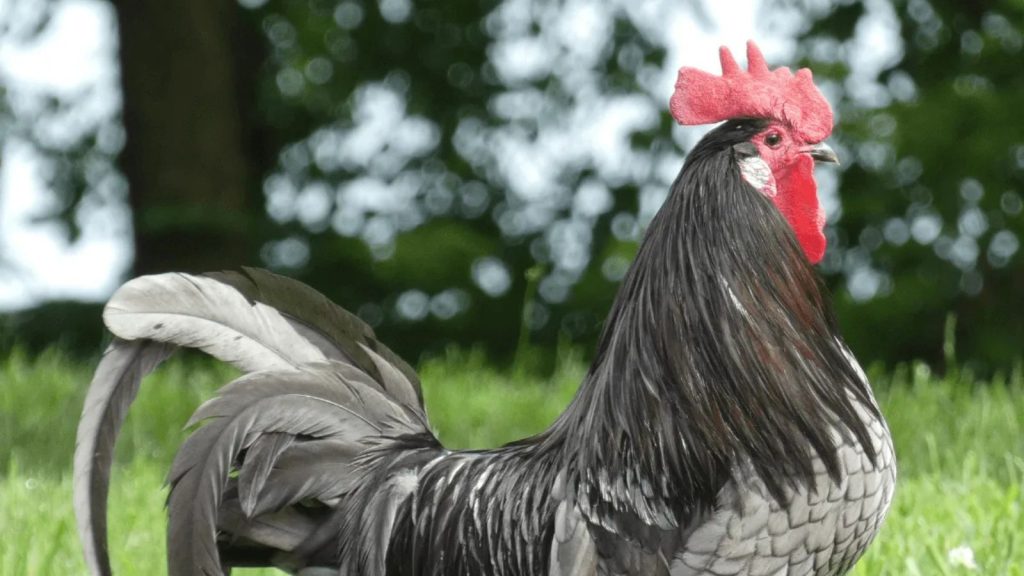 Blue Chicken Breeds? Yes, They Exist—But Not in the Way You Think 9 Blue Andalusian