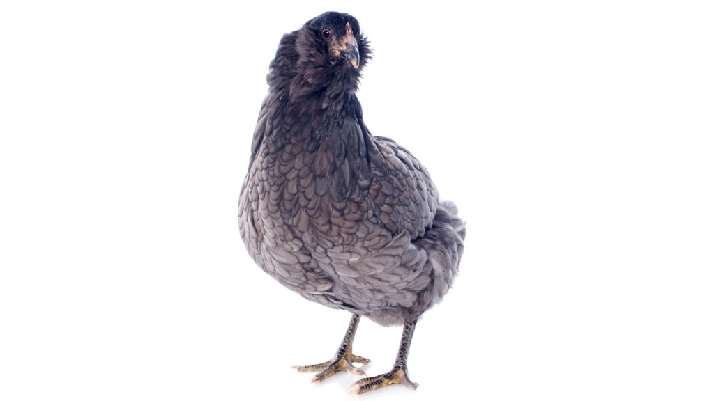 Blue Chicken Breeds? Yes, They Exist—But Not in the Way You Think 13 Blue Araucana