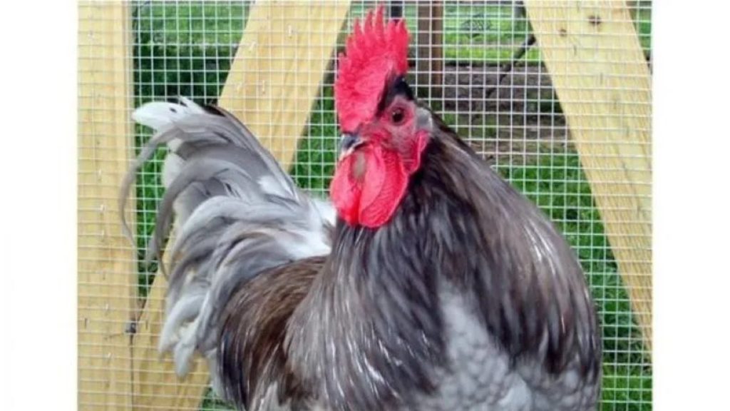 Blue Chicken Breeds? Yes, They Exist—But Not in the Way You Think 11 Blue Jersey Giant
