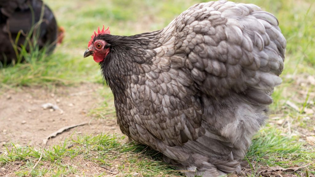 Blue Chicken Breeds? Yes, They Exist—But Not in the Way You Think 2 Blue Orpington