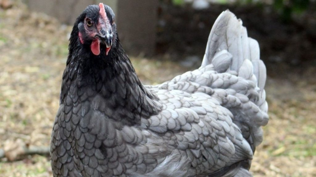 Blue Chicken Breeds? Yes, They Exist—But Not in the Way You Think 10 Blue Plymouth Rock 1