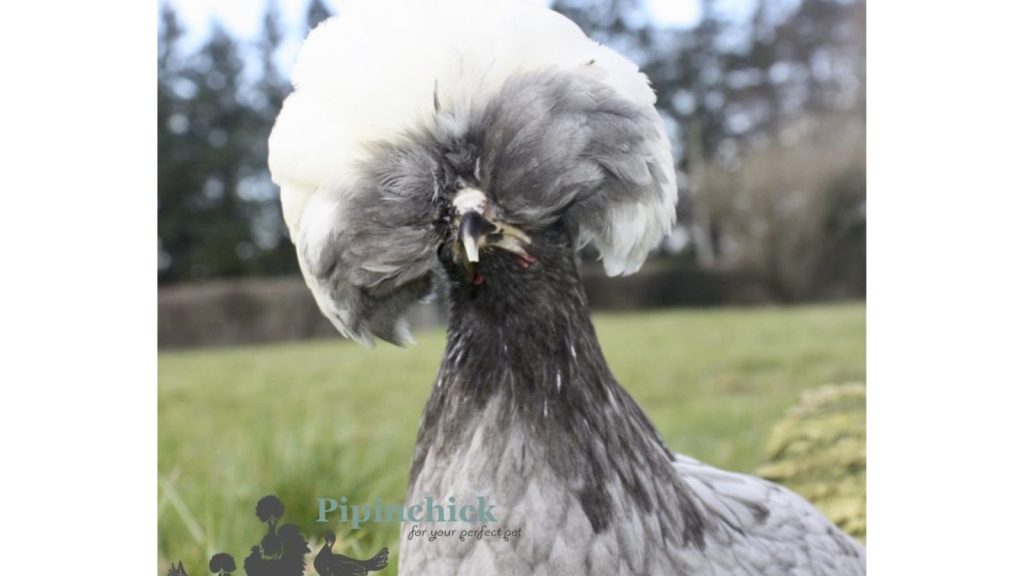 Blue Chicken Breeds? Yes, They Exist—But Not in the Way You Think 12 Blue Polish Chicken