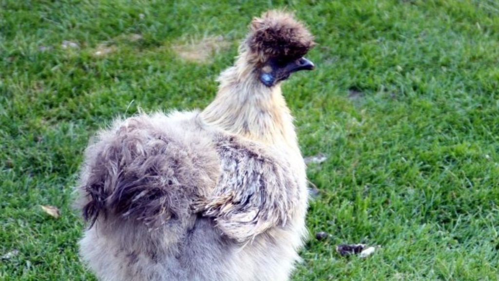 Blue Chicken Breeds? Yes, They Exist—But Not in the Way You Think 8 Blue Silkie