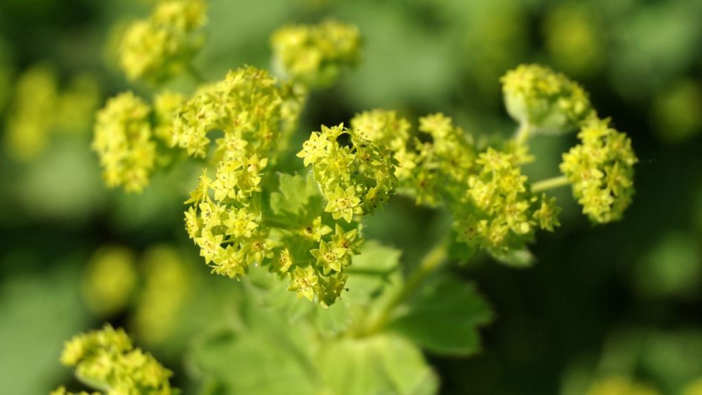 I Planted These Perennials Once and They’ve Come Back Beautifully Every Year 15 Bright green flowers of a ladys mantle