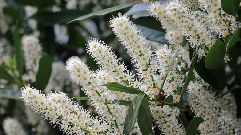 21 Problematic Trees You Should Never Grow in Your Yard