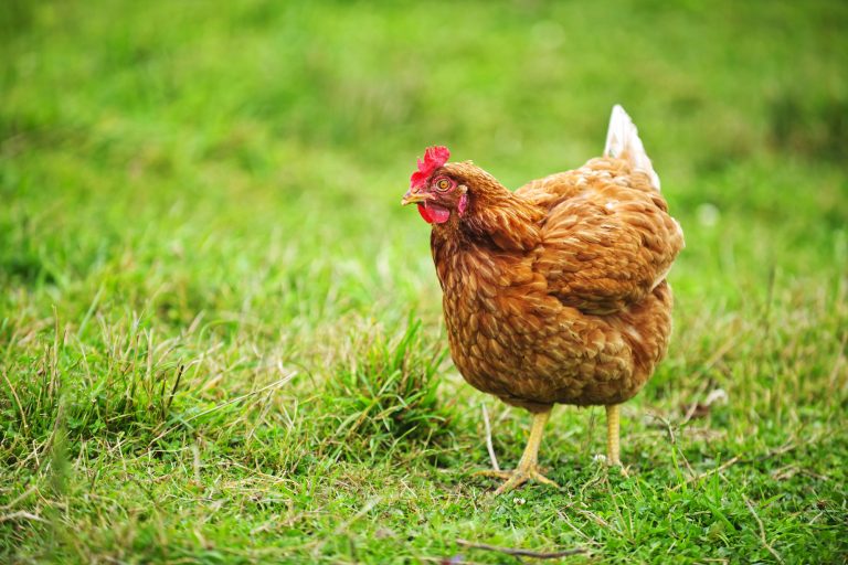 Rhode Island Red Chicken Breed – A Comprehensive Guide