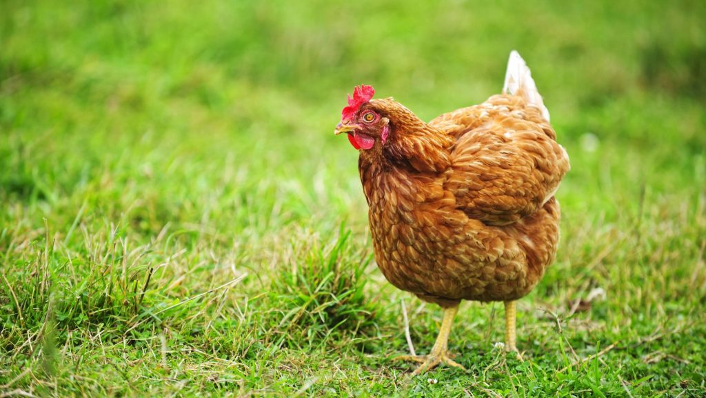 15 Backyard Chicken Breeds You Should Probably Avoid 16 Depositphotos 27798957 L edited