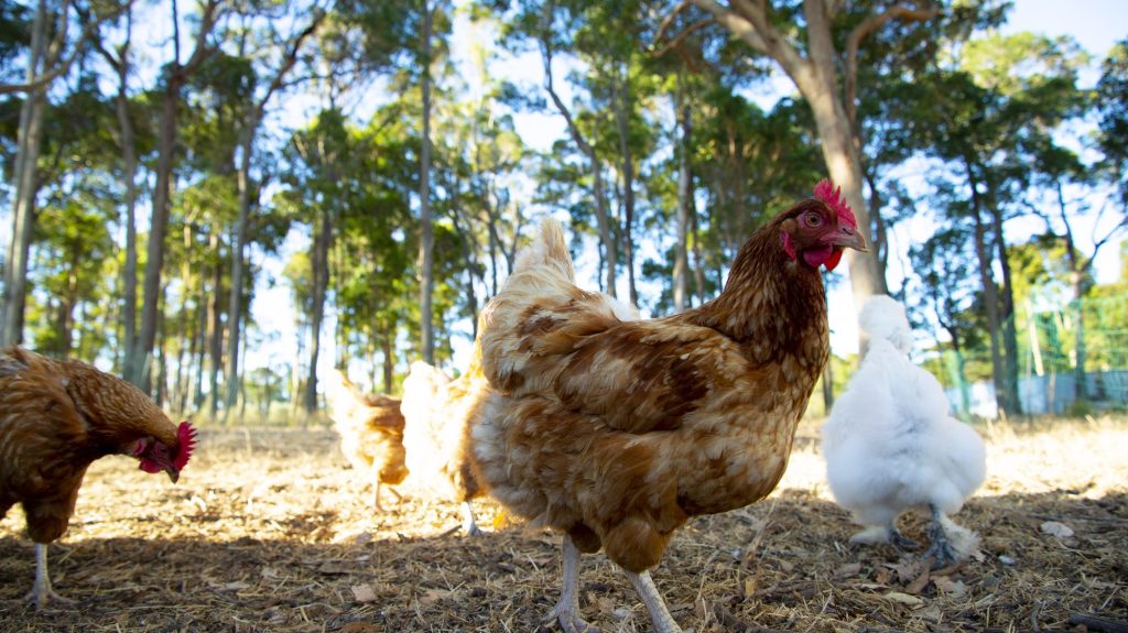 15 Things You’re Doing That Make Your Chickens Miserable 7 Depositphotos 552017434 L edited