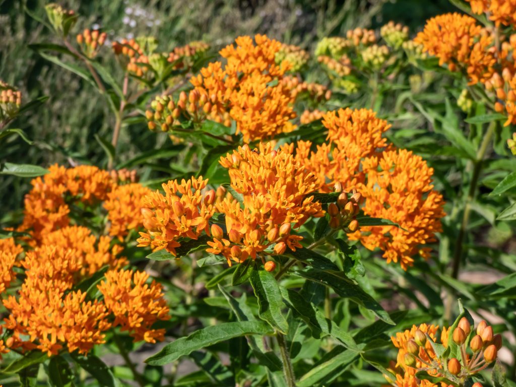 17 Hardy Plants that Grow Well in Shallow Rocky Soil 3 Butterfly weed