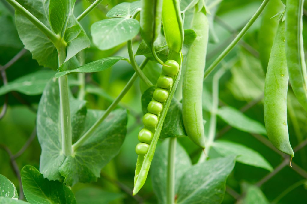 Turn Your Balcony into a Mini Vegetable Garden with These Plants 9 peas