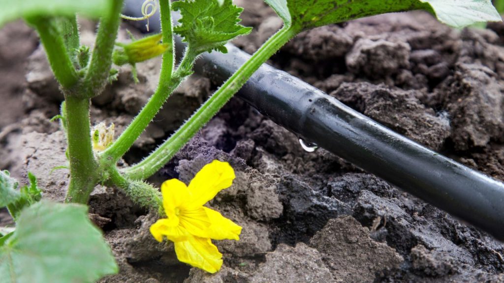 How to Keep Tomatoes From Cracking and Splitting on the Vine 7 Drip irrigation system