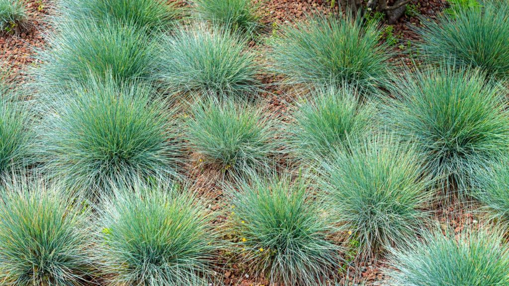 20 Ornamental Grasses That Add Rich Texture to Your Garden 1 Festuca glauca commonly known as blue fescue