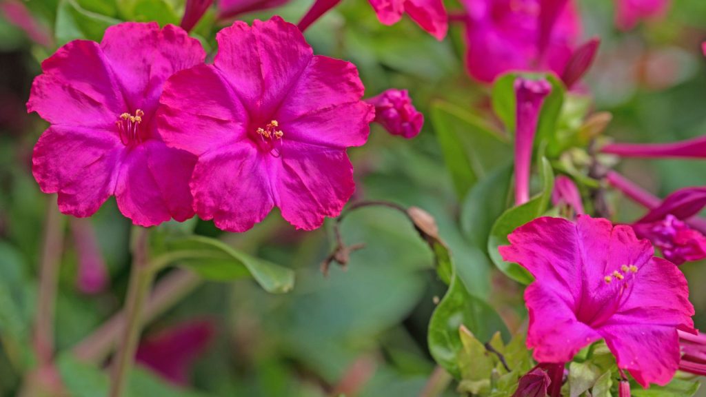 15 Stunning Plants That Bloom at Night 3 Four OClocks Mirabilis jalapa