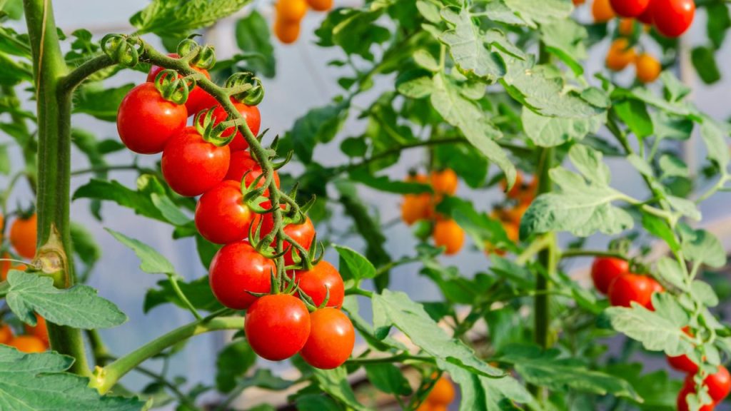 How I Finally Grew Sweet, Plump Tomatoes 5 Fresh bunch of red ripe cherry tomatoes