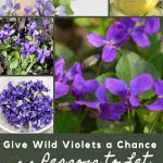 Give Wild Violets a Chance—11 Reasons to Let Them Grow