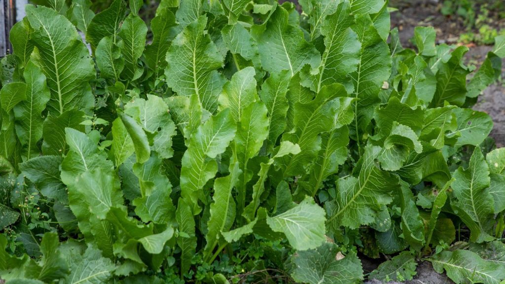 15 Plants You Should Never Grow in a Raised Garden Bed 12 Green horseradish plants in the garden