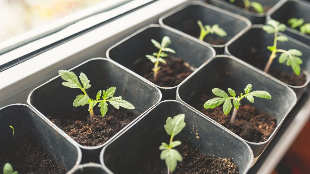 How I Finally Grew Sweet, Plump Tomatoes 9 Growing seedlings at home under bright light in plastic containers. Sprouted seeds are young
