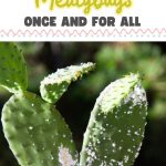 How to Get Rid of Mealybugs Once and for All