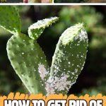 How to Get Rid of Mealybugs Once and for All