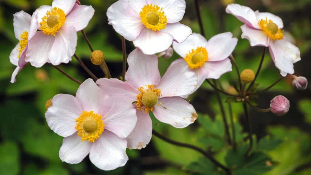 I Planted These Perennials Once and They’ve Come Back Beautifully Every Year 13 Japanese Anemones