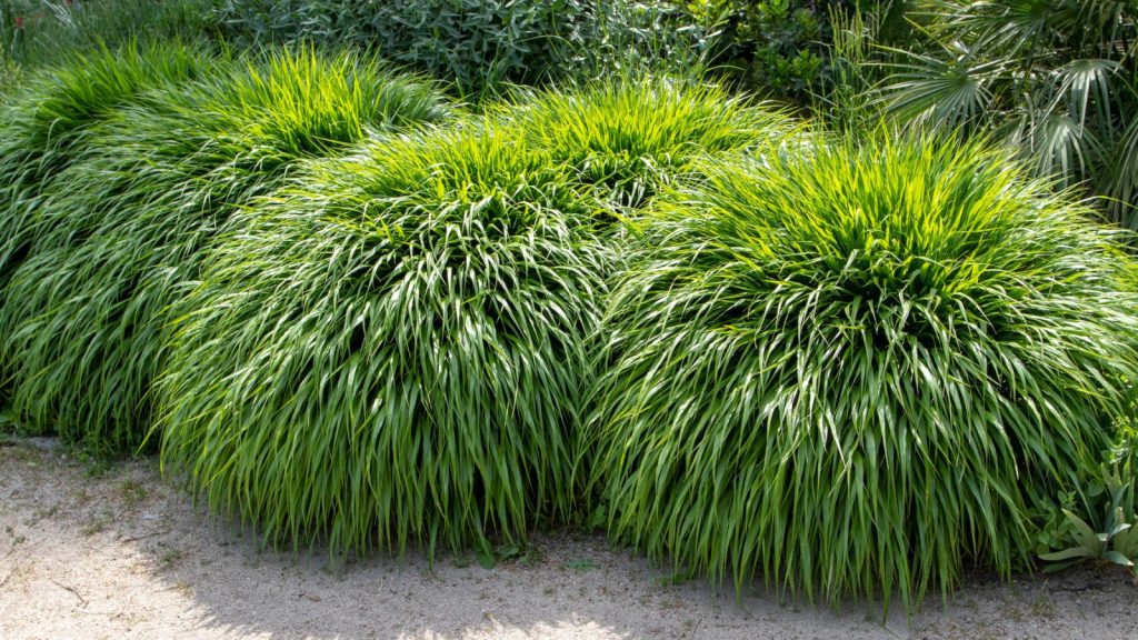 20 Ornamental Grasses That Add Rich Texture to Your Garden 2 Japanese forest grass or hakonechloa macra or hakone grass bamboo like ornamental plant