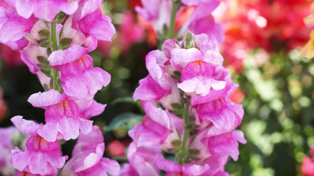 12 Pink Annual Flowers That Will Add Timeless Beauty to Your Garden 7 Multicolored flowers snapdragon close up