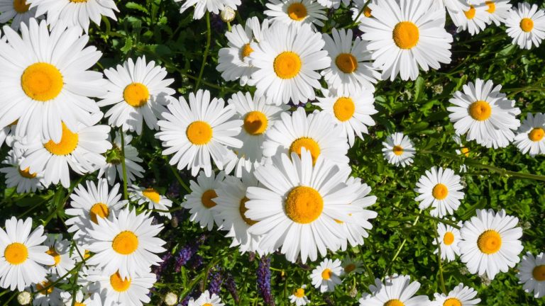 14 Low-Maintenance Plants That Thrive in Rocky and Shallow Soil