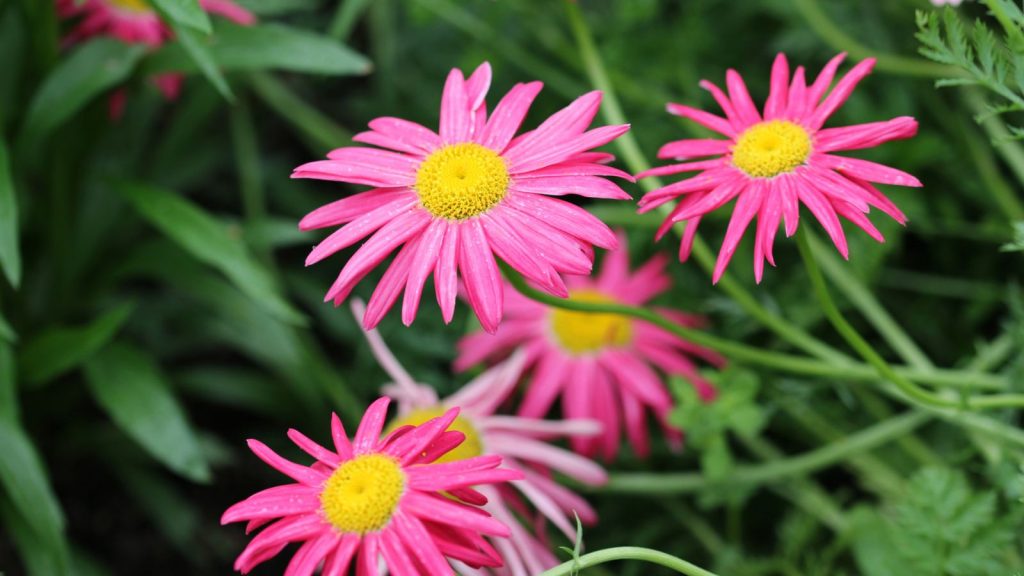 15 Sun-Loving Annuals That Bloom All Summer Long 2 Painted Daisy Tanacetum Coccineum