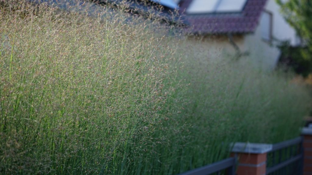 20 Ornamental Grasses That Add Rich Texture to Your Garden 6 Panicum virgatum switchgrass is a perennial warm season bunchgrass