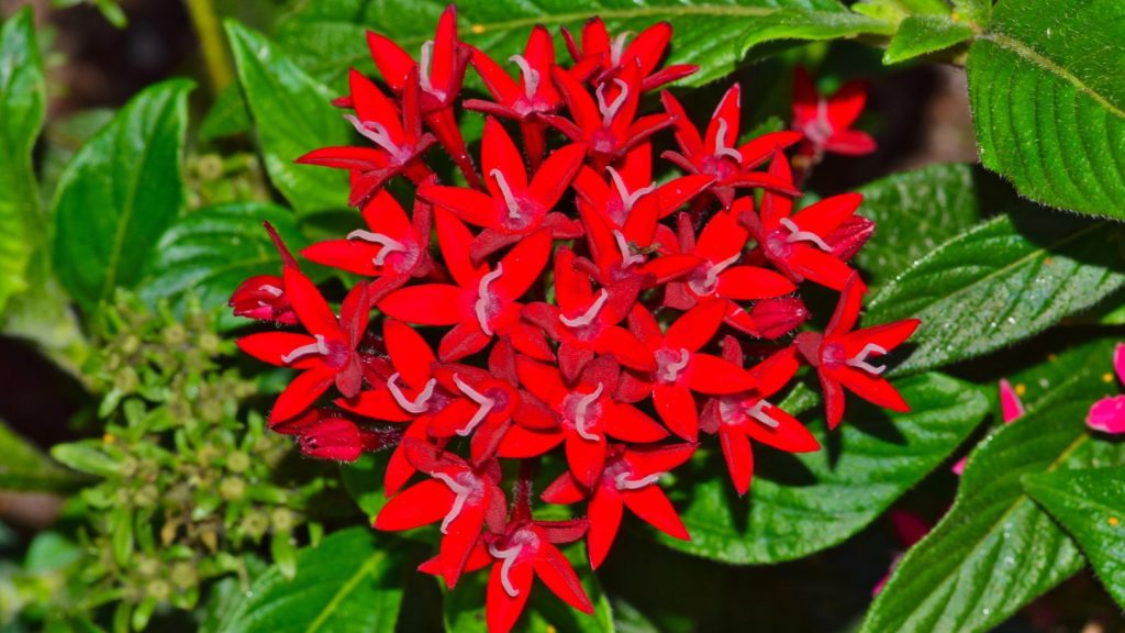 17 Colorful Companion Plants to Grow with Hibiscus 6 Pentas lanceolata