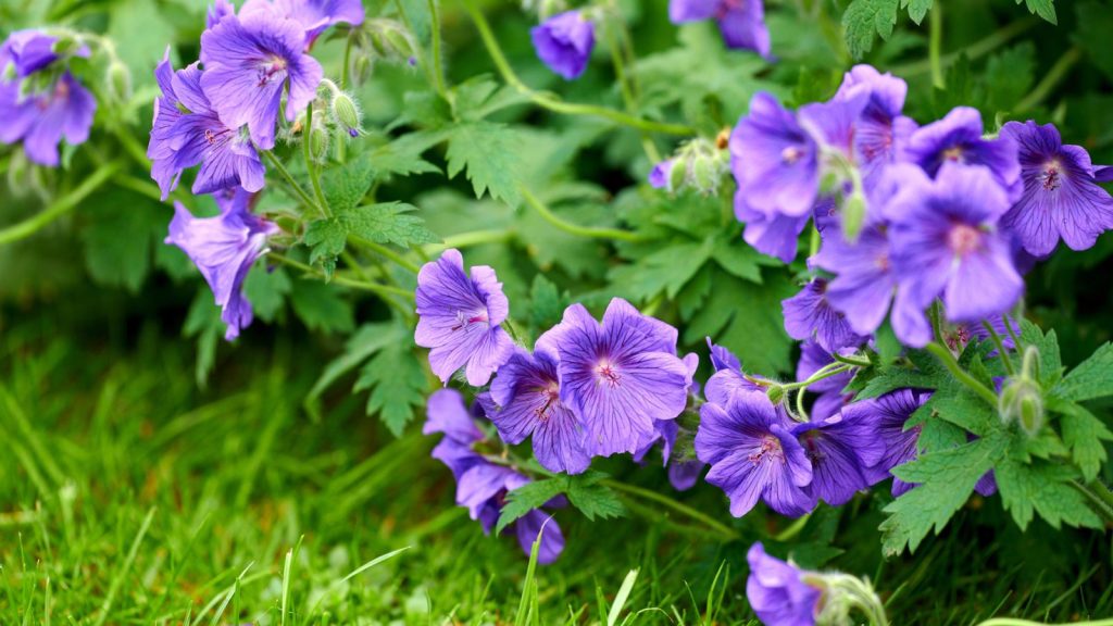 I Planted These Perennials Once and They’ve Come Back Beautifully Every Year 7 geraniums