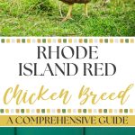 Rhode Island Red Chicken Breed - A Comprehensive Guide