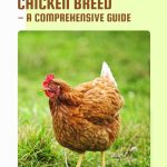 A chicken walking on the grass