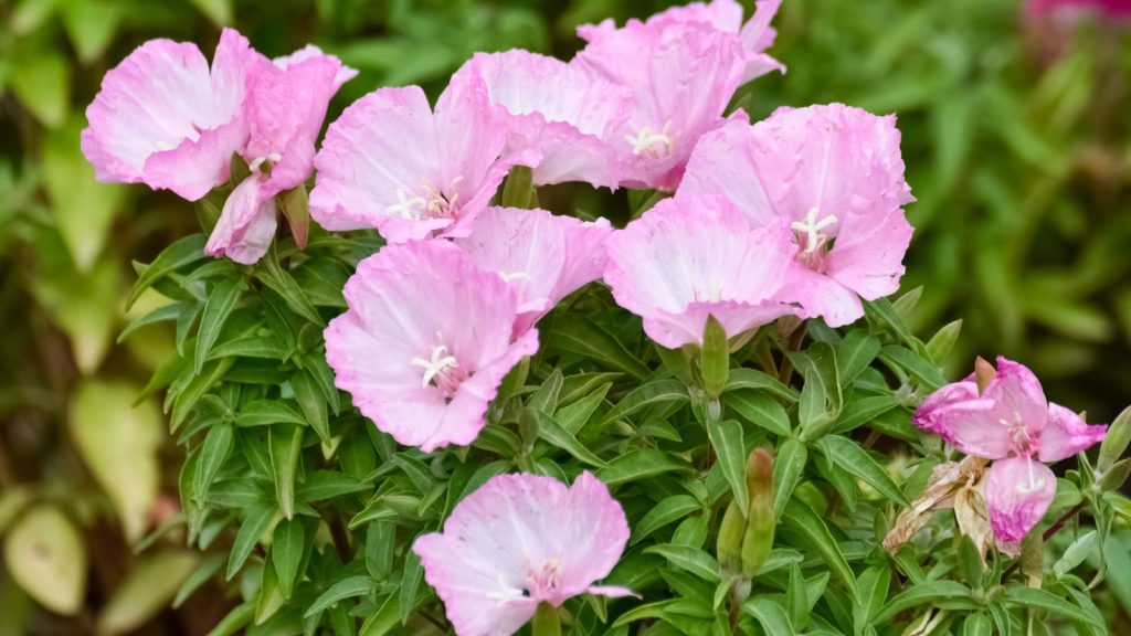 15 Sun-Loving Annuals That Bloom All Summer Long 3 Satin Flower Clarkia amoena
