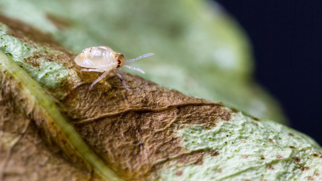 17 Reasons Why Your Tomato Plant Leaves Are Turning Brown 3 Spotted spider mite on tomato leaves