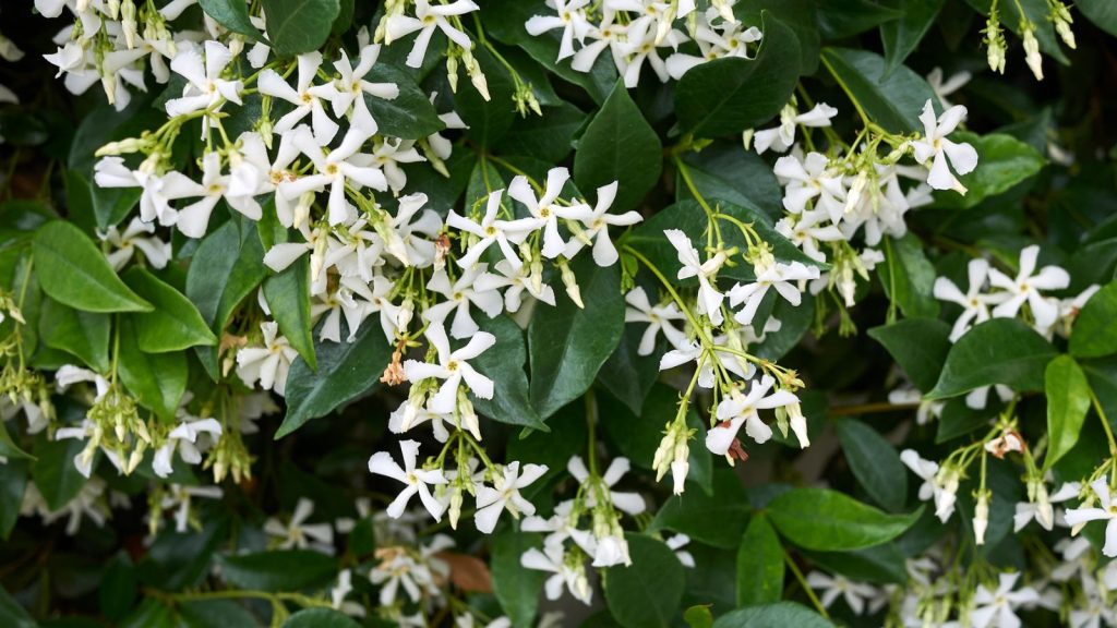 Climbing Plants That Love to Climb, Twist, and Trail Anywhere You Let Them 12 Star Jasmine Trachelospermum jasminoides