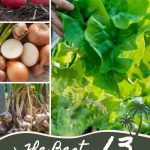 The 13 Best Companion Plants for Your Lettuce