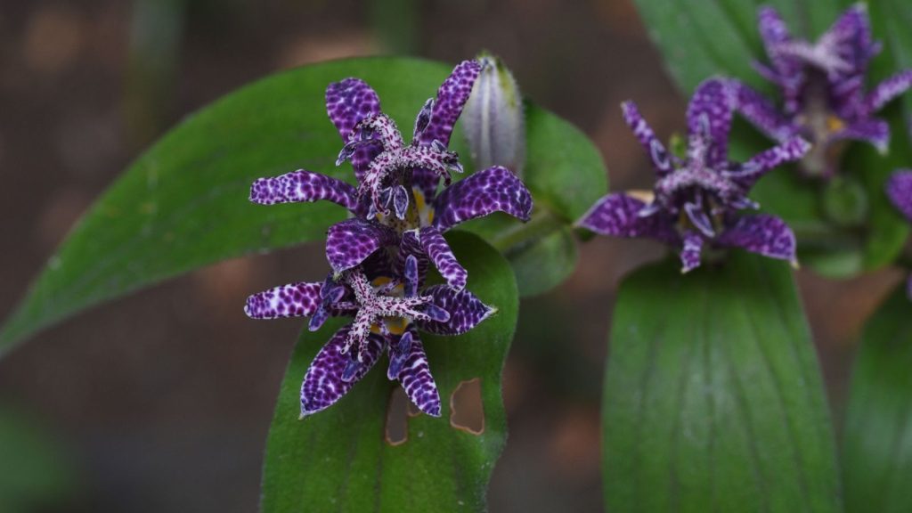 17 Hosta Companion Plants to Grow for a Beautiful Garden 9 Toad Lily