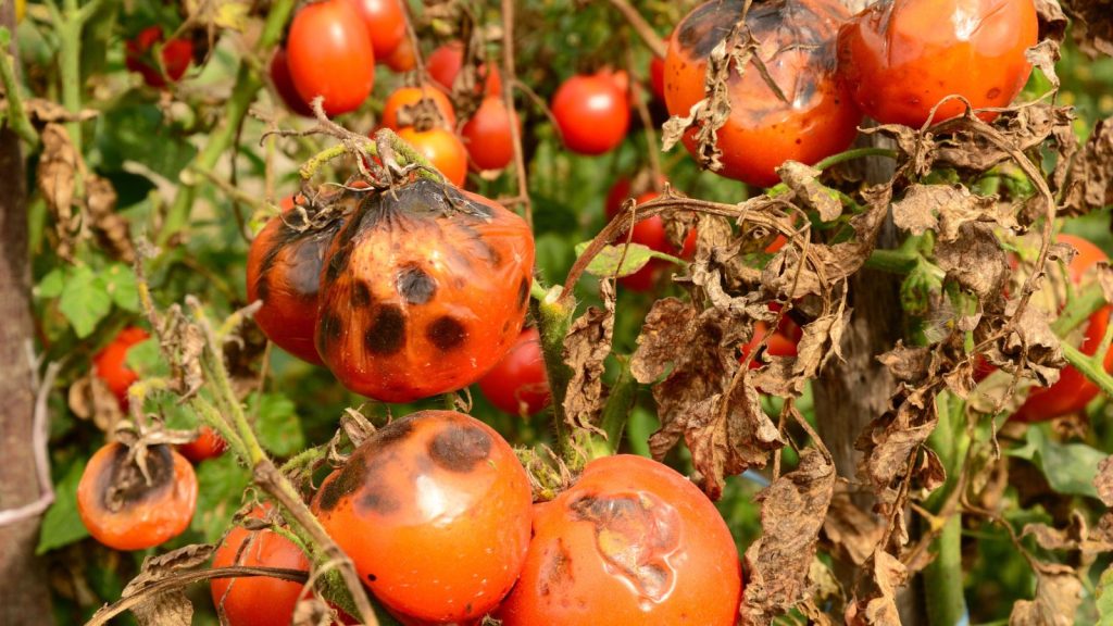 16 Causes of Tomato Blossom Drop and How to Fix Each One 10 Tomatoes get sick by late blight. Phytophthora infestans