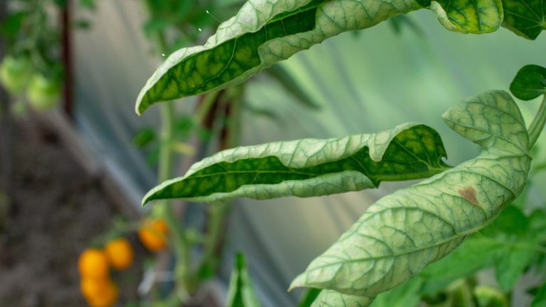 What It Means When Your Tomato Leaves Start Curling